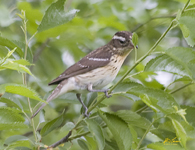 Rose Breasted Grosbeak